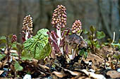 Foreste Casentinesi - farfaraccio dalle enormi foglie reniformi (Petasites hybridus). 